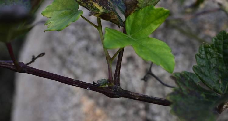 三裂叶蛇葡萄的种植步骤是什么？种植后如何照料？