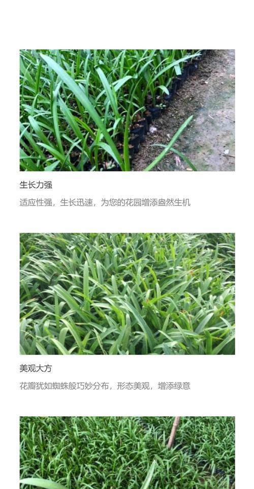 蜘蛛兰的种植技巧有哪些？