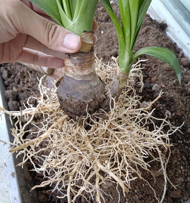 蜘蛛兰的种植技巧有哪些？