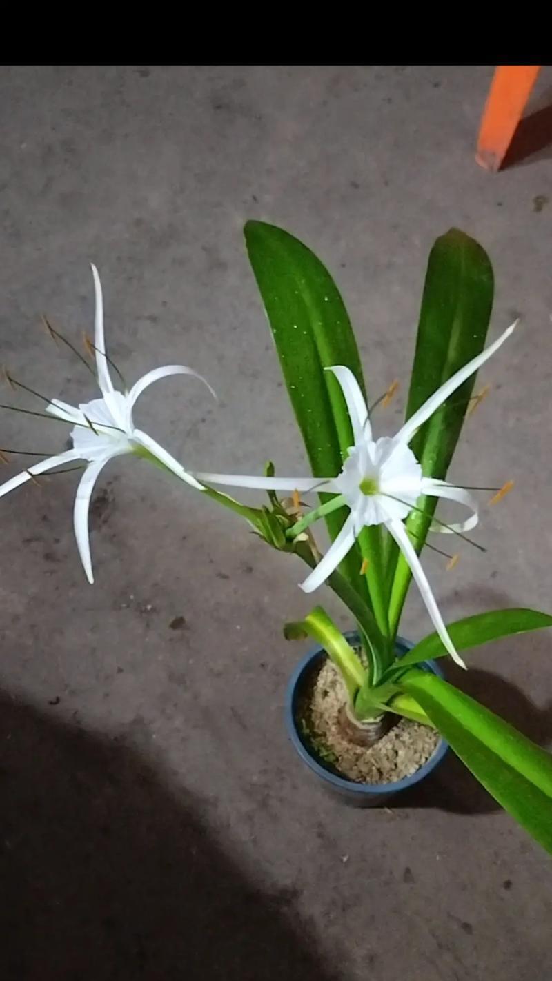 蜘蛛兰的种植技巧有哪些？