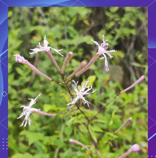玉山蝇子草如何种植？种植过程中需要注意什么？