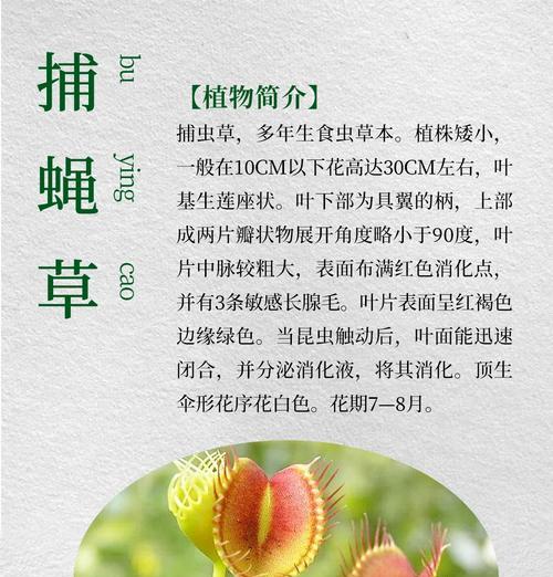 玉山蝇子草如何种植？种植过程中需要注意什么？