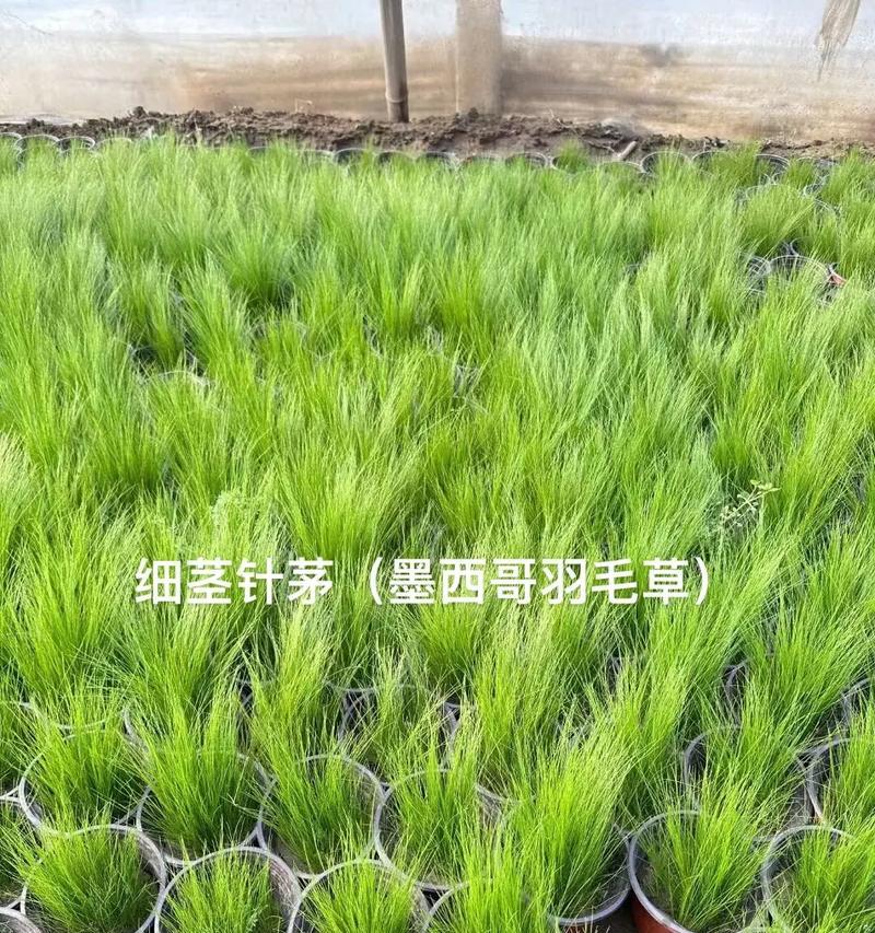 墨西哥羽毛草怎么种植？种植过程中应注意什么？