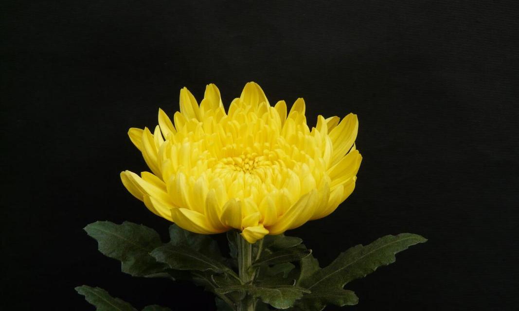 夏菊的花语是什么？夏菊如何形容季节？