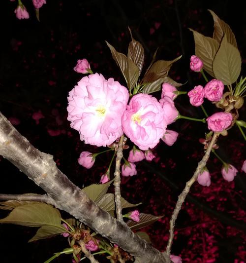 小人祭的花语有何特殊含义？