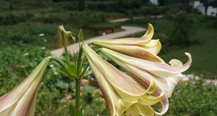 小人祭的花语有何特殊含义？
