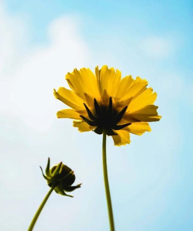 花语冲破黑暗什么意思呀？这种花语有何深意？