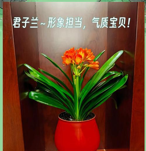 君子兰的寓意是什么？君子兰在家居风水中有何作用？