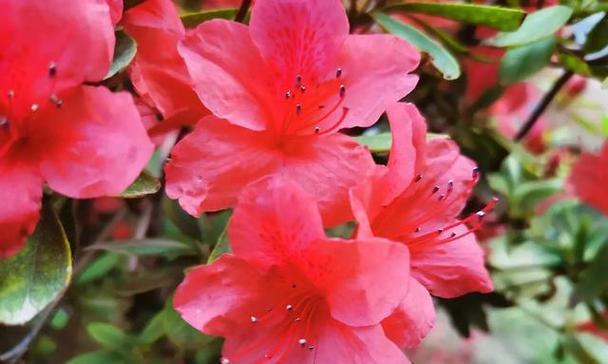 杜鹃花的寓意和花语是什么？它在送礼时代表了什么？