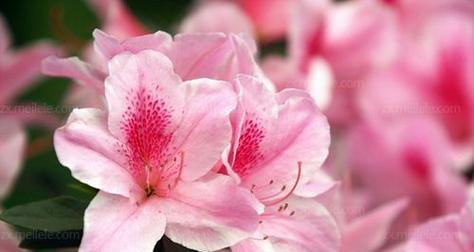 杜鹃花的寓意和花语是什么？它在送礼时代表了什么？