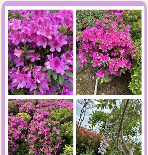 杜鹃花的寓意和花语是什么？它在送礼时代表了什么？