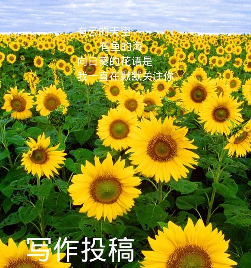 等风等你的花语有何深层含义？
