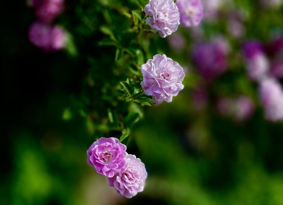 蝶舞花的花语代表什么？