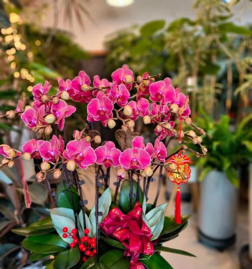 蝶舞花的花语代表什么？