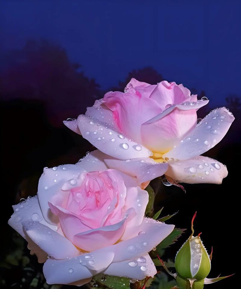 白碎花的花语有哪些好听的？