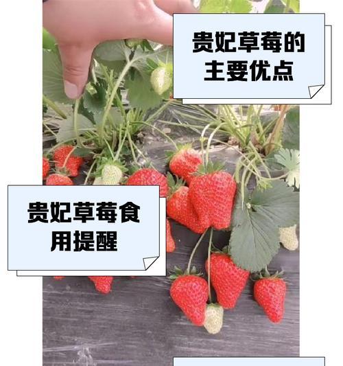雅典娜草莓的花语有何深意？