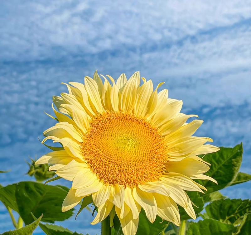 向日葵的花语魔术有何特别之处？向日葵象征着什么？