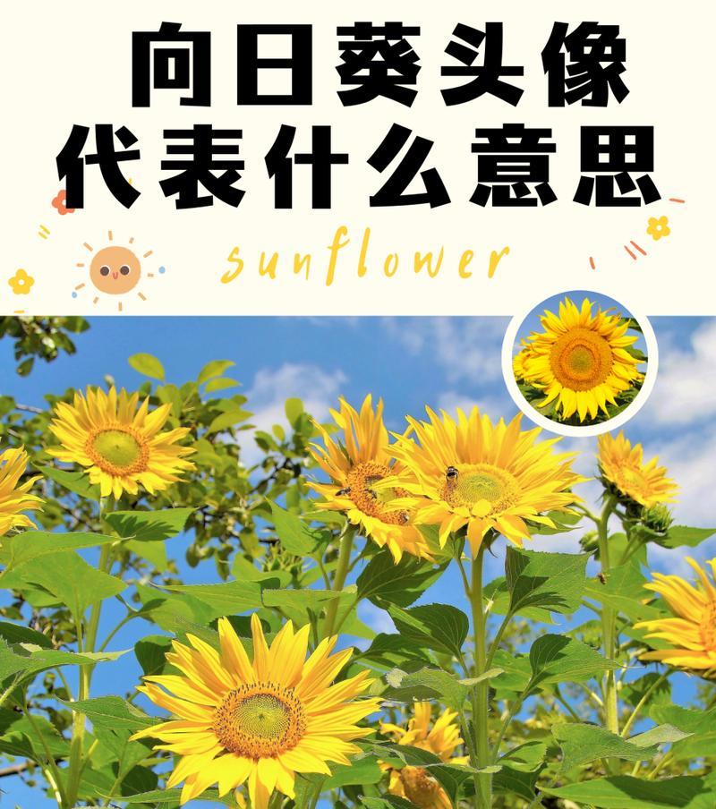 向日葵的花语魔术有何特别之处？向日葵象征着什么？