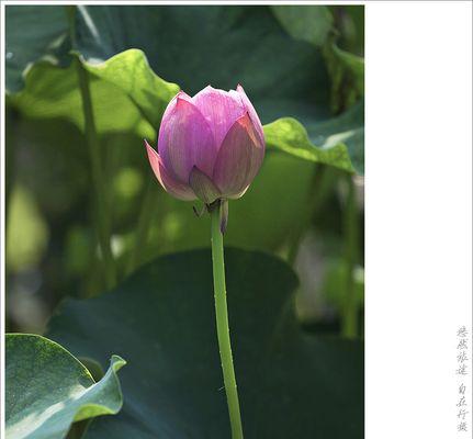 与君相随的花语有何深意？