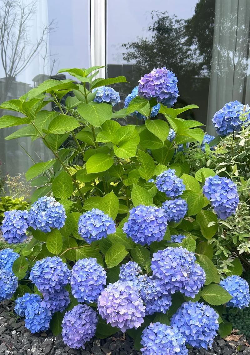 哪种花的花语是儒雅？它象征着什么品质？