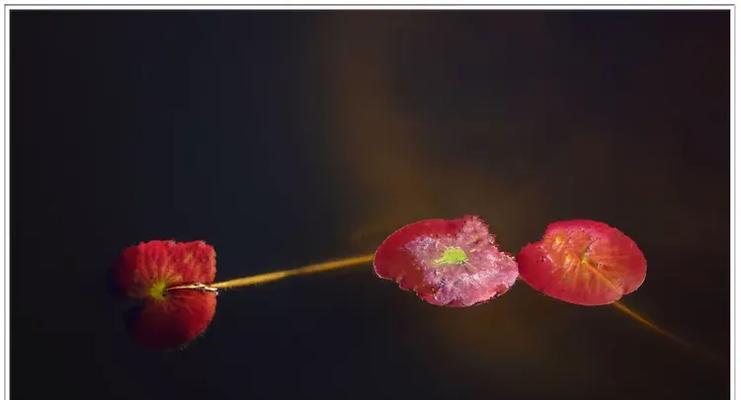 枯叶花语与生肖有何关联？哪种生肖的花语是枯叶？