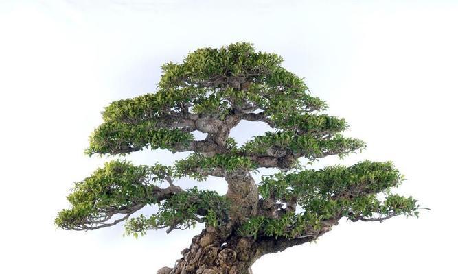巴沙鱼的花语是什么？它代表了怎样的寓意？