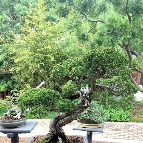巴沙鱼的花语是什么？它代表了怎样的寓意？