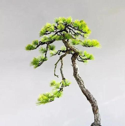 巴沙鱼的花语是什么？它代表了怎样的寓意？