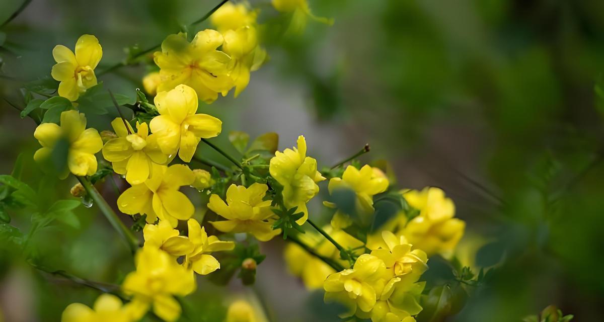 迎春花的花语代表了什么？它在春天中传递了哪些信息？