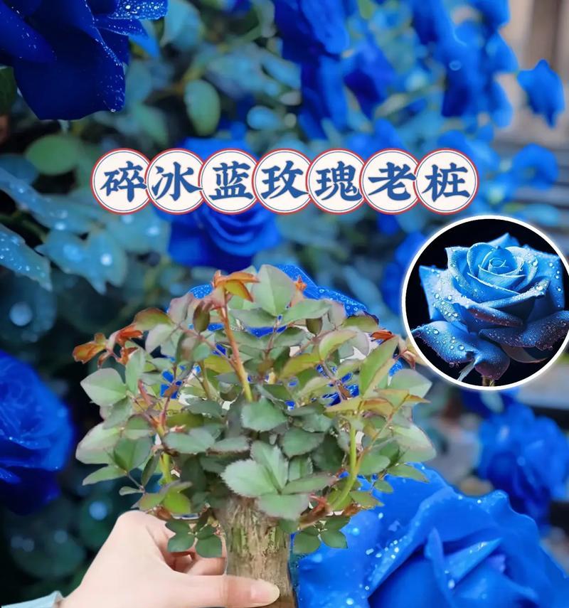 蓝玫瑰的花语有何独特之处？