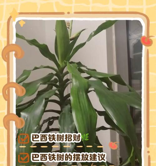 巴西铁树四季开花有何寓意？
