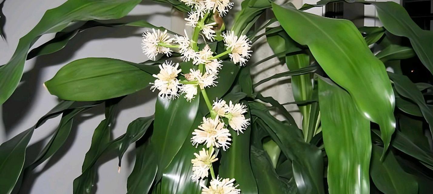 巴西铁树四季开花有何寓意？