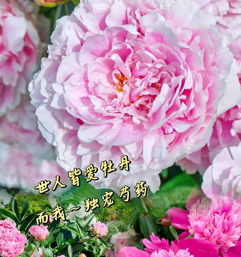 粉色芍药花代表什么？它的花语有哪些含义？