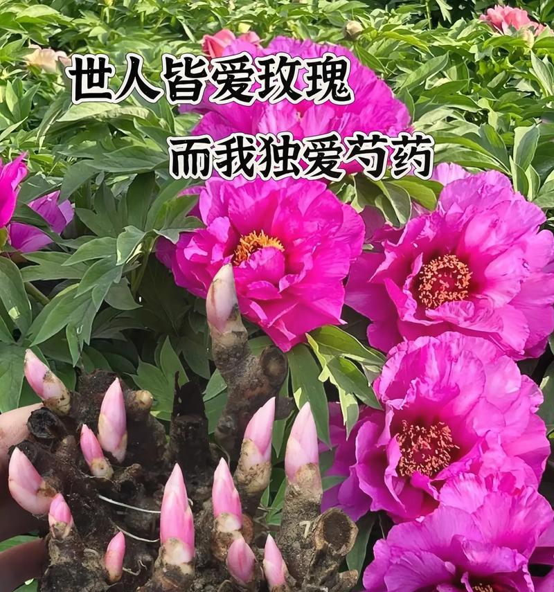 粉色芍药花代表什么？它的花语有哪些含义？