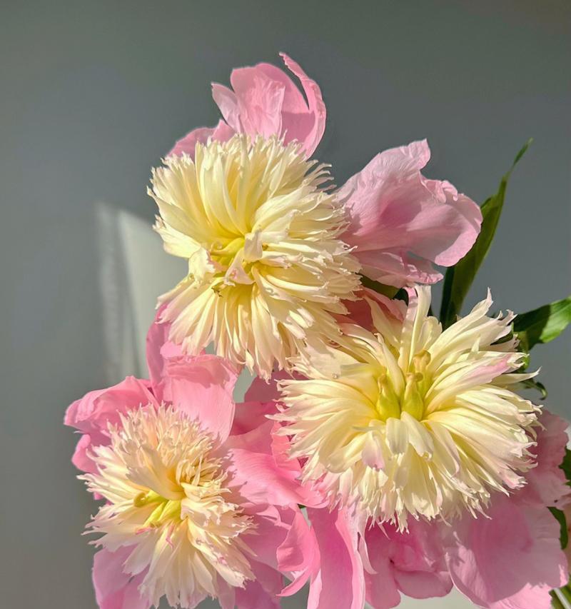 粉色芍药花代表什么？它的花语有哪些含义？