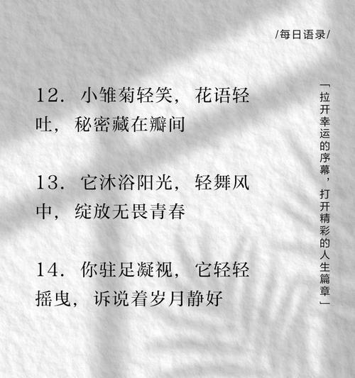 玫瑰小雏菊的花语和寓意是什么？