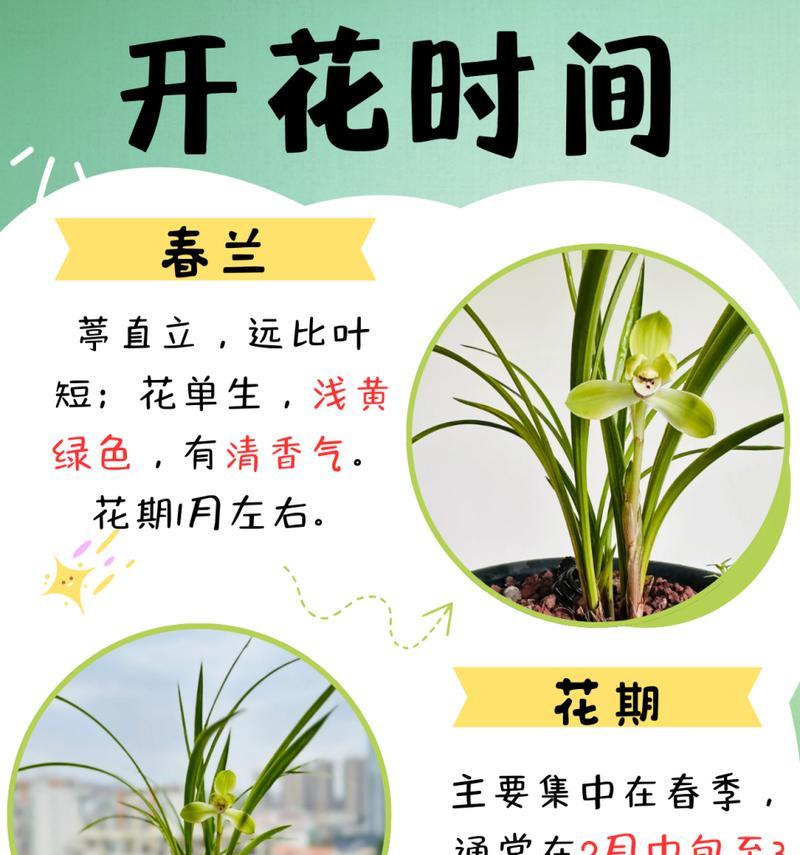 明兰花语有何特殊含义？它代表了什么？
