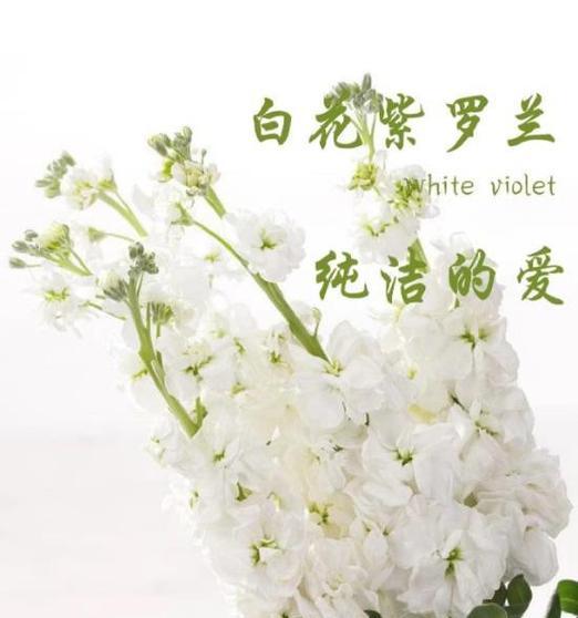 紫罗兰作为诞生花有何深意？