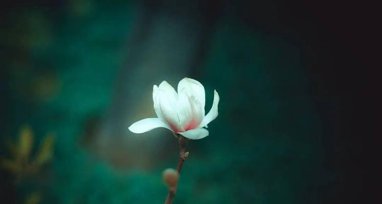 什么花代表执念过去不畏将来？