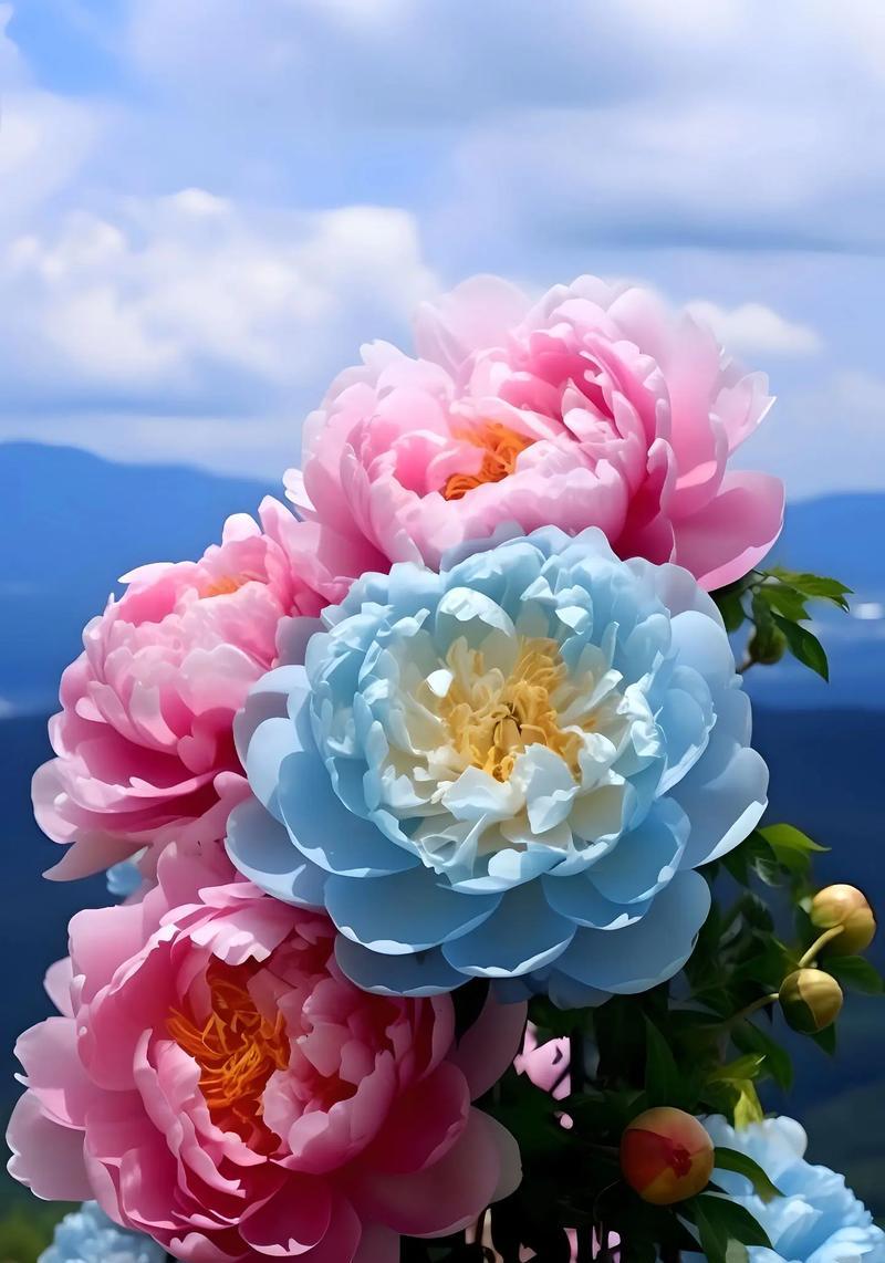 牡丹花象征着怎样的意义？它的花语有哪些？