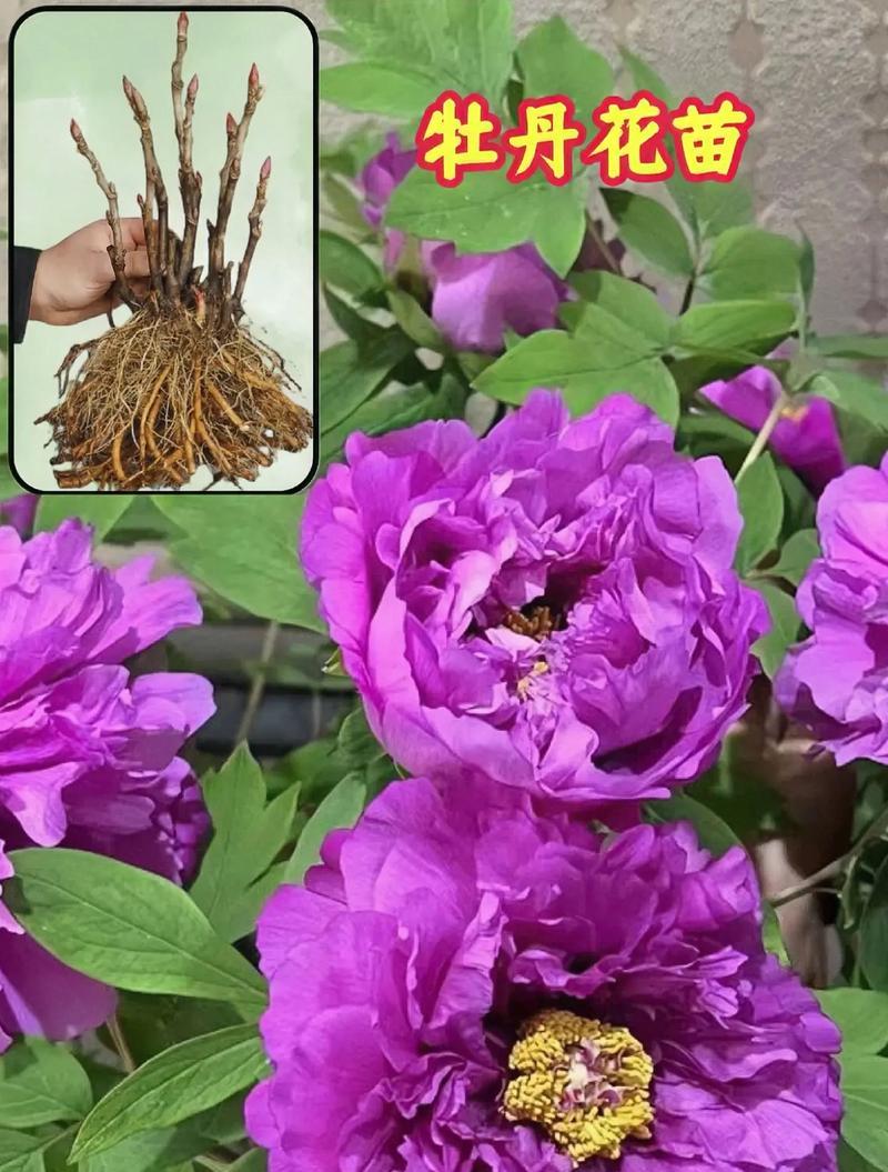 牡丹花象征着怎样的意义？它的花语有哪些？
