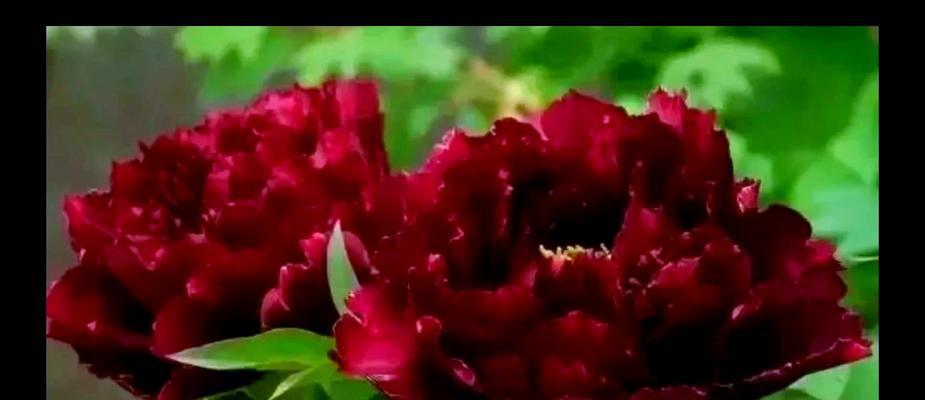 牡丹花象征着怎样的意义？它的花语有哪些？