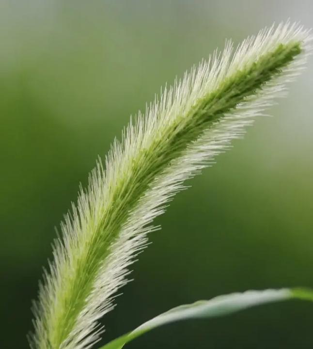 香草慕斯的花语有何含义？代表什么情感？
