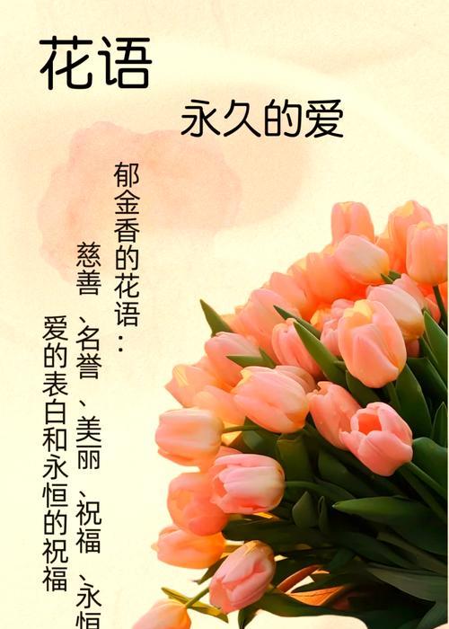 郁金香最旺的花语有何特殊意义？