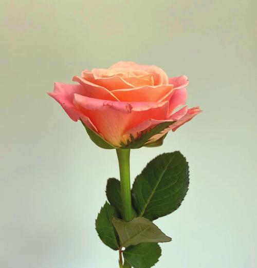 5朵玫瑰花代表什么含义？玫瑰花5朵的花语是什么？