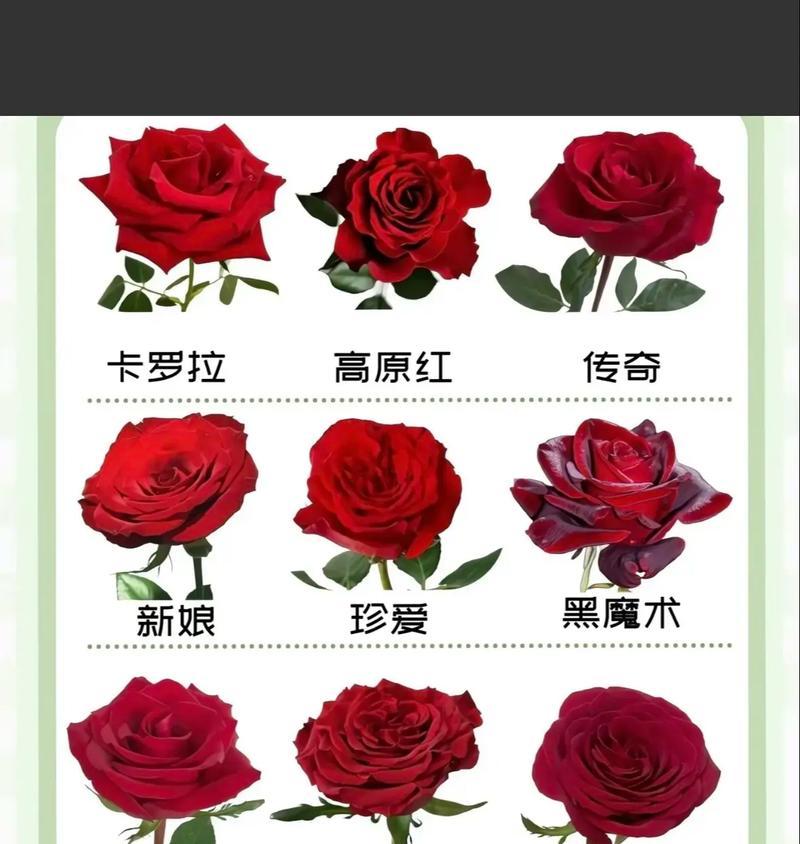情人节送玫瑰花有何讲究？哪种玫瑰花最适合作为礼物？