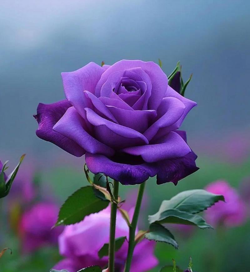 紫玫瑰的花语有哪些？它们代表了什么情感？
