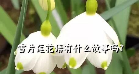 花语卷为什么不更新？花语卷更新的频率是多少？