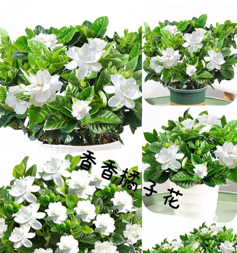 橘子花与栀子花的花语有何不同？
