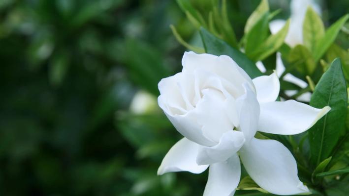 橘子花与栀子花的花语有何不同？